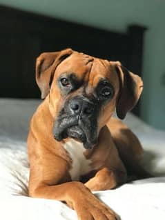 03268525449 I'm selling my boxer dog plzz contact me serious buyer