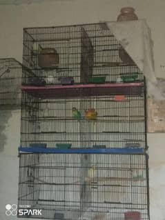 Love birds Setup Home Breed