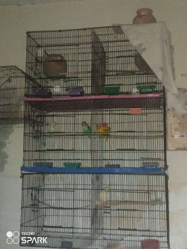 Love birds Setup Home Breed 0