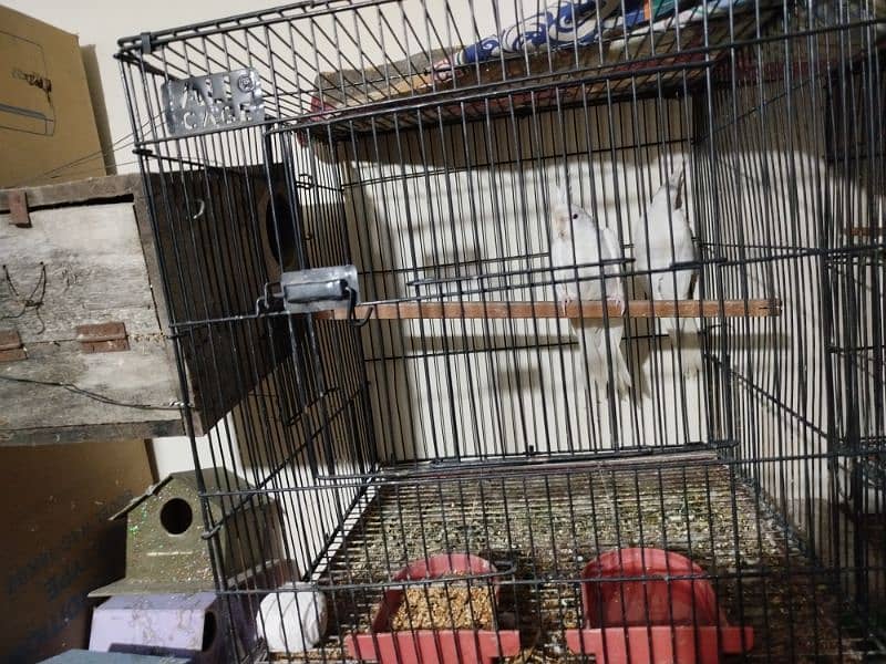 Love birds Setup Home Breed 3