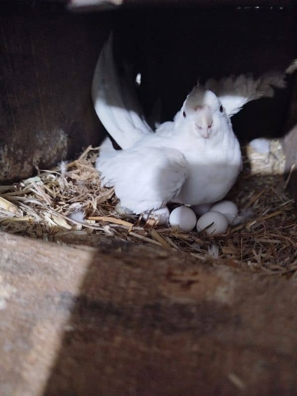 Love birds Setup Home Breed 4