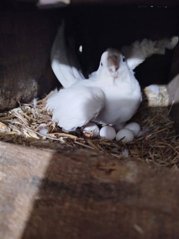 Love birds Setup Home Breed 5