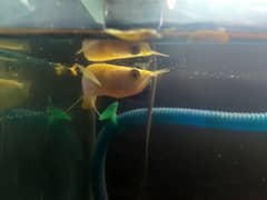 Albino Arowana For Sale Healthy & Active