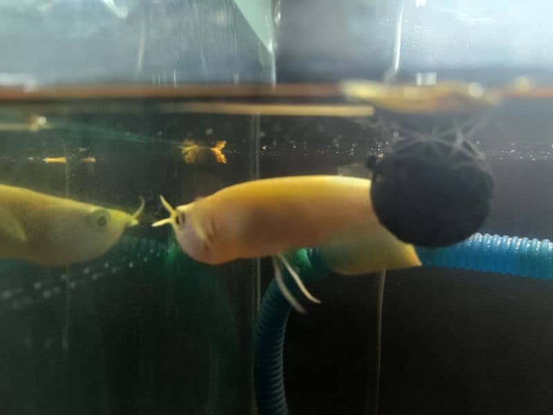 Albino Arowana For Sale Healthy & Active 1