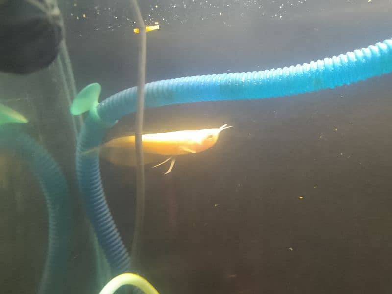 Albino Arowana For Sale Healthy & Active 2