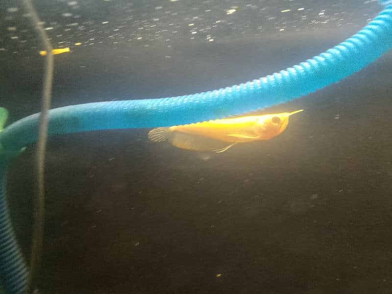 Albino Arowana For Sale Healthy & Active 4