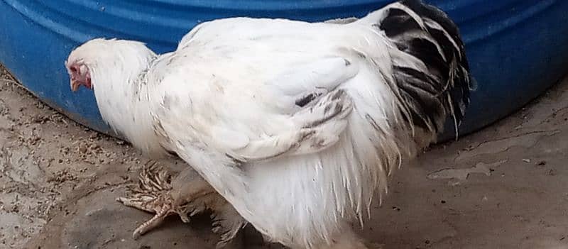 Ayam Cemani,Black Buff & Light Columbian Brahma 1