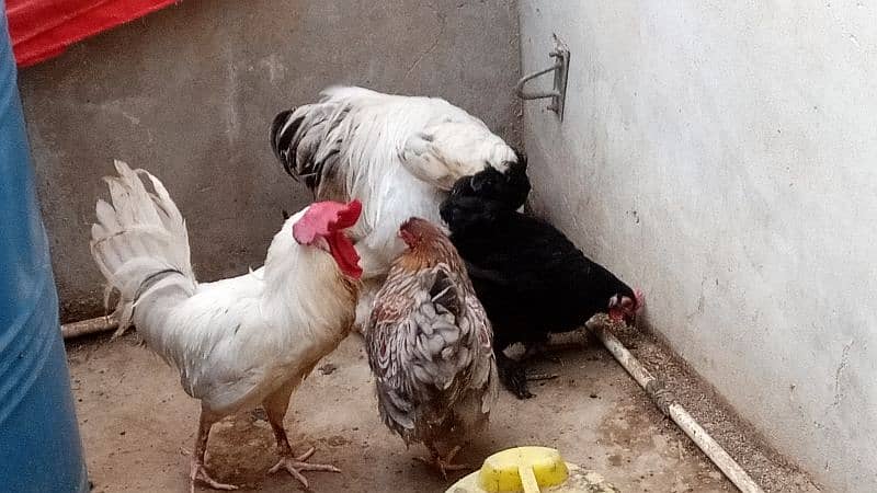 Ayam Cemani,Black Buff & Light Columbian Brahma 2