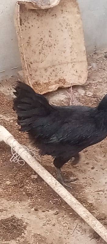 Ayam Cemani,Black Buff & Light Columbian Brahma 3