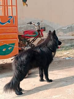 Black Shepherd