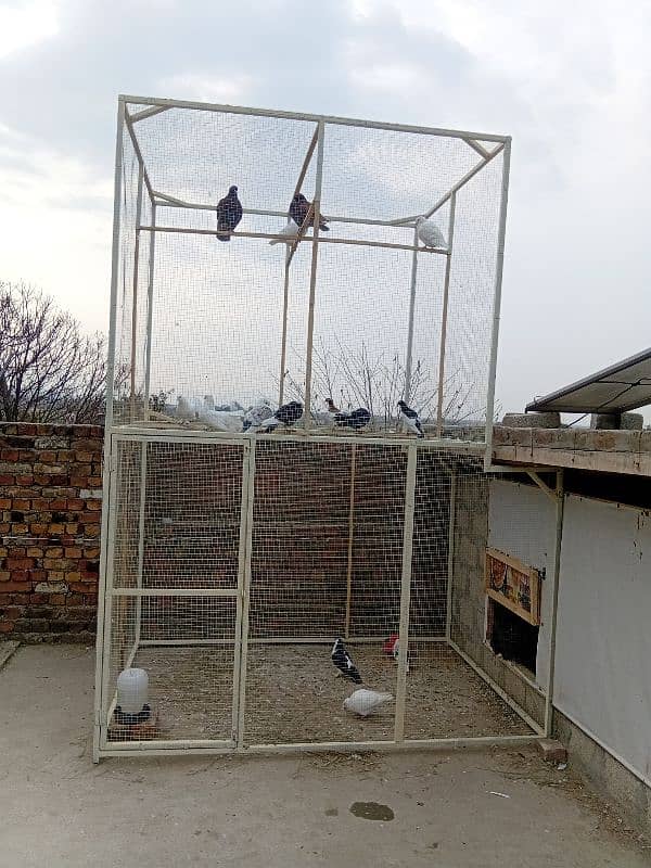 cages jaal and pigen 2