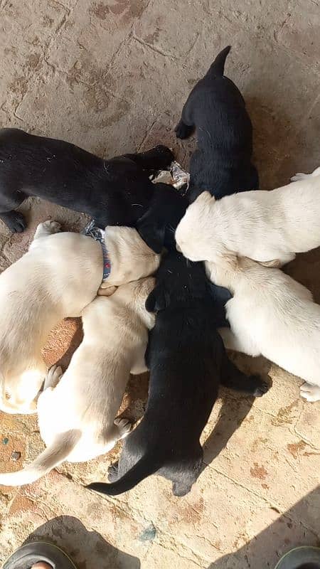 Labrador Puppies Available (For Sale) 2