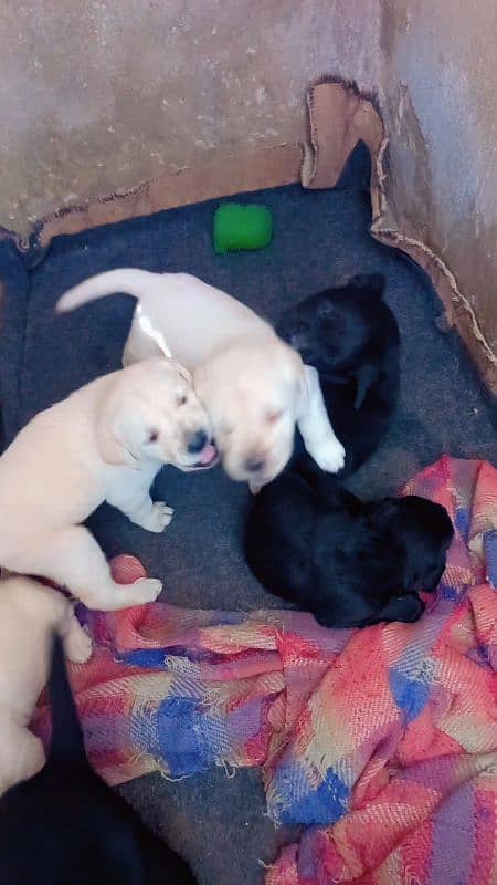 Labrador Puppies Available (For Sale) 3