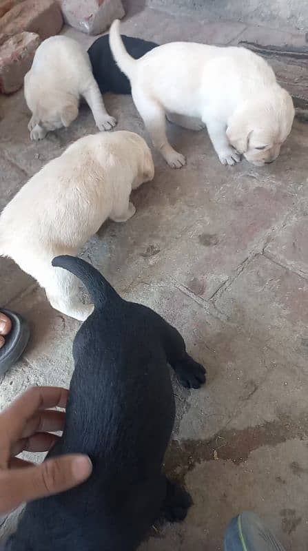 Labrador Puppies Available (For Sale) 4