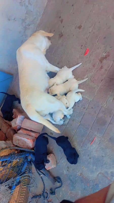 Labrador Puppies Available (For Sale) 5