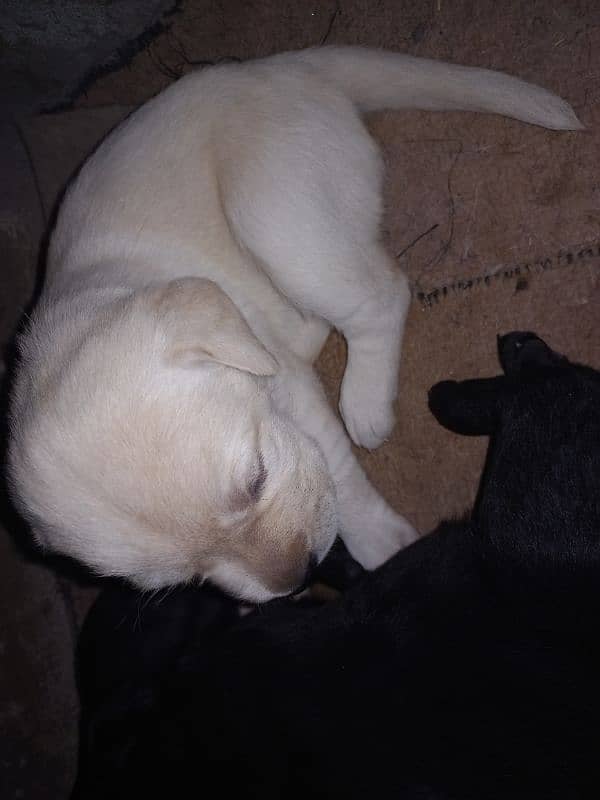 Labrador Puppies Available (For Sale) 6