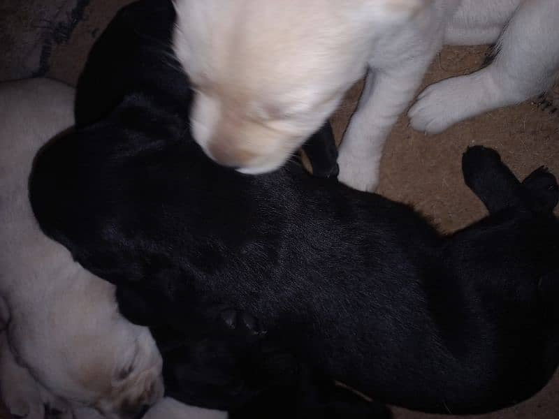 Labrador Puppies Available (For Sale) 7