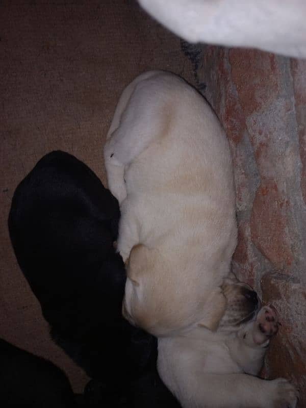 Labrador Puppies Available (For Sale) 8