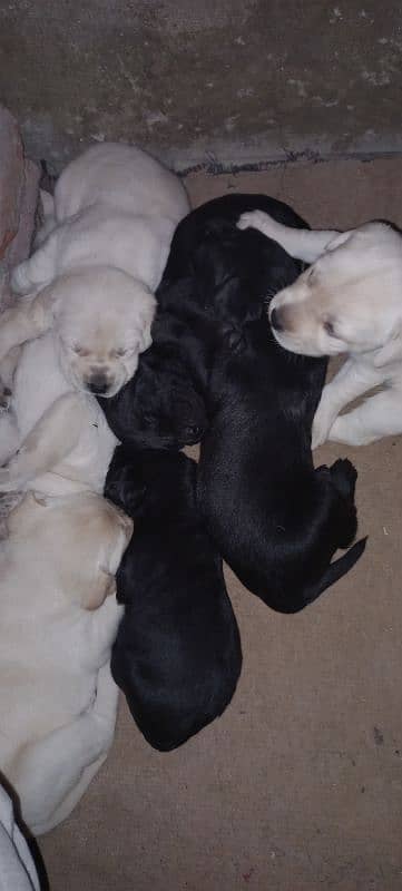 Labrador Puppies Available (For Sale) 9