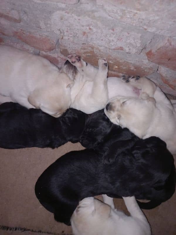 Labrador Puppies Available (For Sale) 10