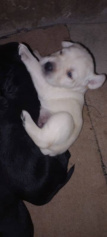 Labrador Puppies Available (For Sale) 11