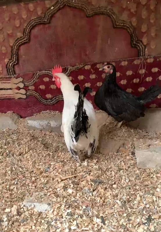 Beautiful Fancy Birds Available. 2