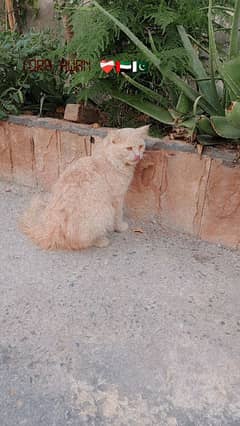 Triple Coated Persian Cat