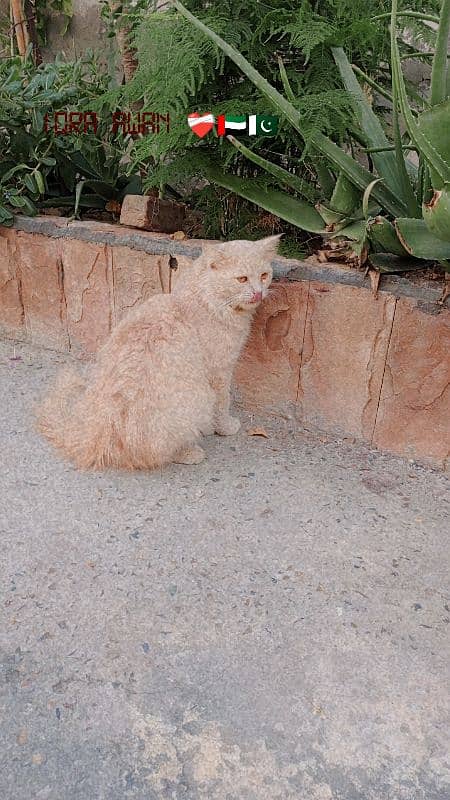 Triple Coated Persian Cat 0