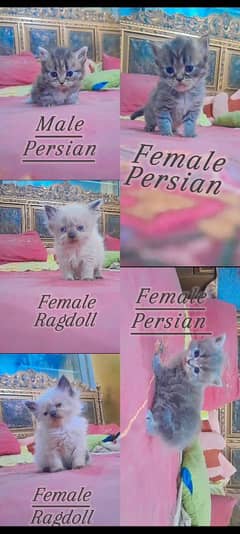 Persian and Ragdoll kittens for sale