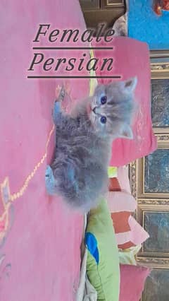 Persian