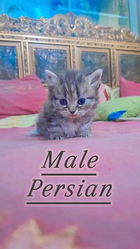 Persian and Ragdoll kittens for sale 2