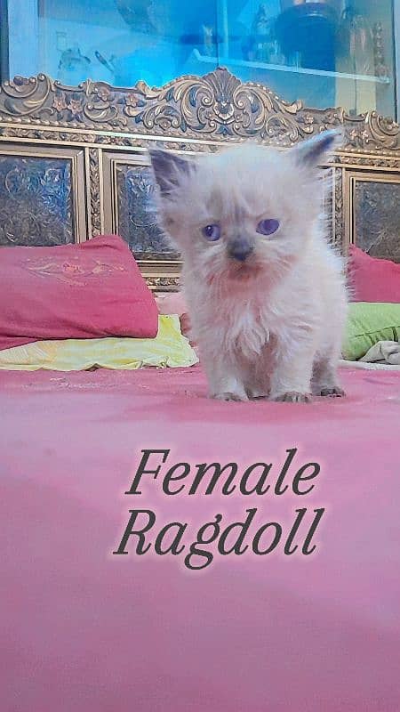 Persian and Ragdoll kittens for sale 4