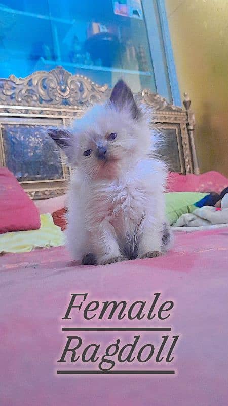 Persian and Ragdoll kittens for sale 5