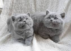 British shorthair kittens available