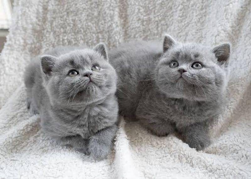 British shorthair kittens available 0