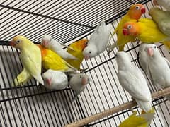 Lutino Albino All Setup sell Birds . Cage's  Available. .