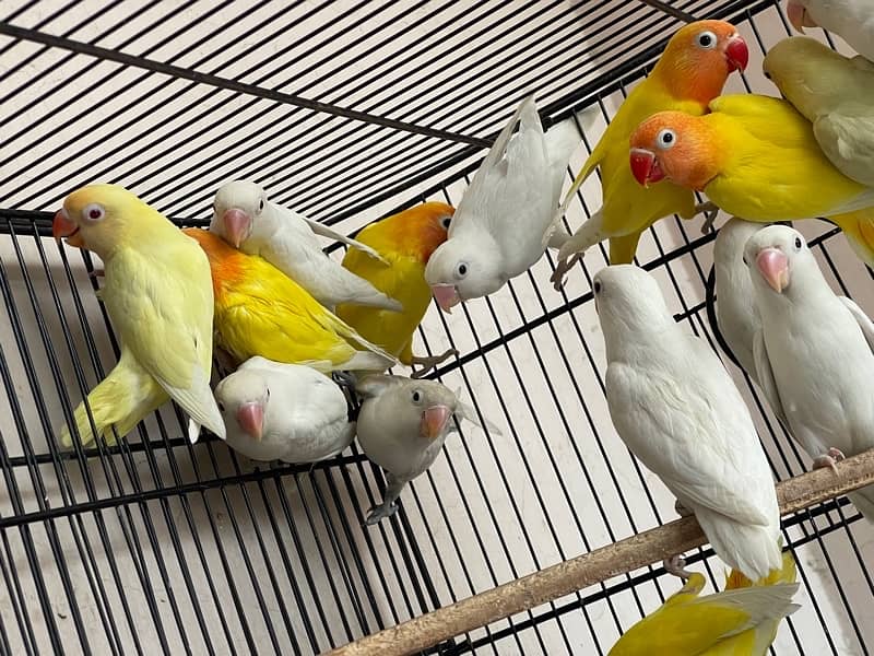 Cage For sell 3ft/2.5ft/1.5ft Box Availabl. . Brooder & Seed cleaner 4