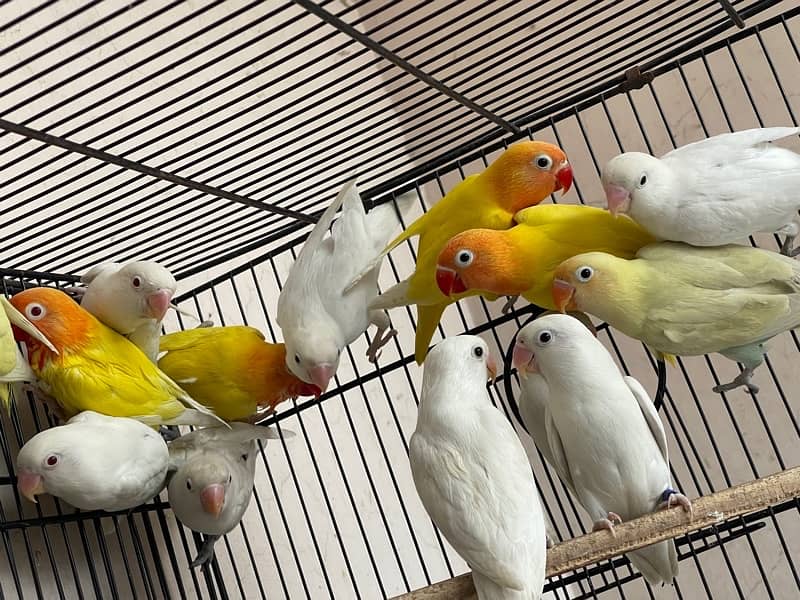 Cage For sell 3ft/2.5ft/1.5ft Box Availabl. . Brooder & Seed cleaner 5