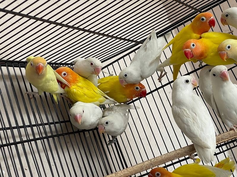 Cage For sell 3ft/2.5ft/1.5ft Box Availabl. . Brooder & Seed cleaner 6