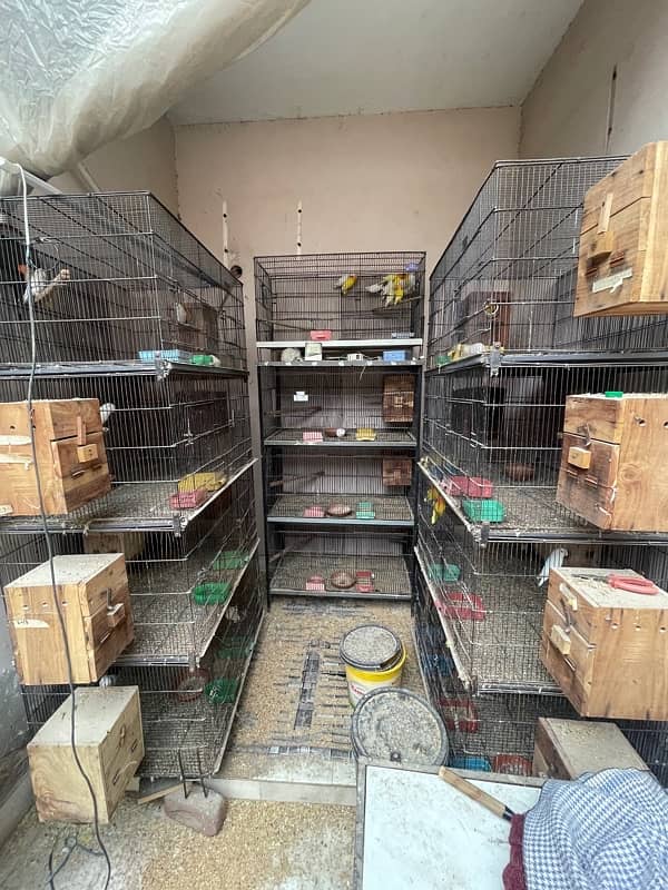 Cage For sell 3ft/2.5ft/1.5ft Box Availabl. . Brooder & Seed cleaner 3