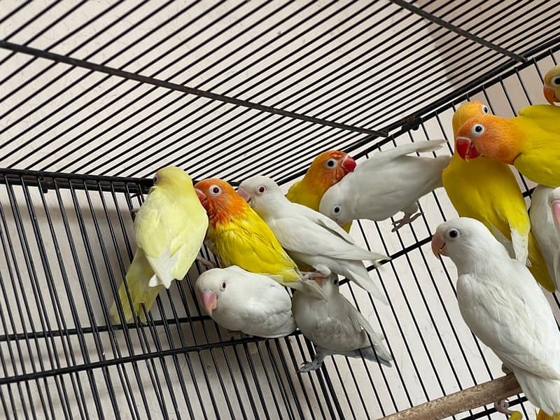 Cage For sell 3ft/2.5ft/1.5ft Box Availabl. . Brooder & Seed cleaner 7