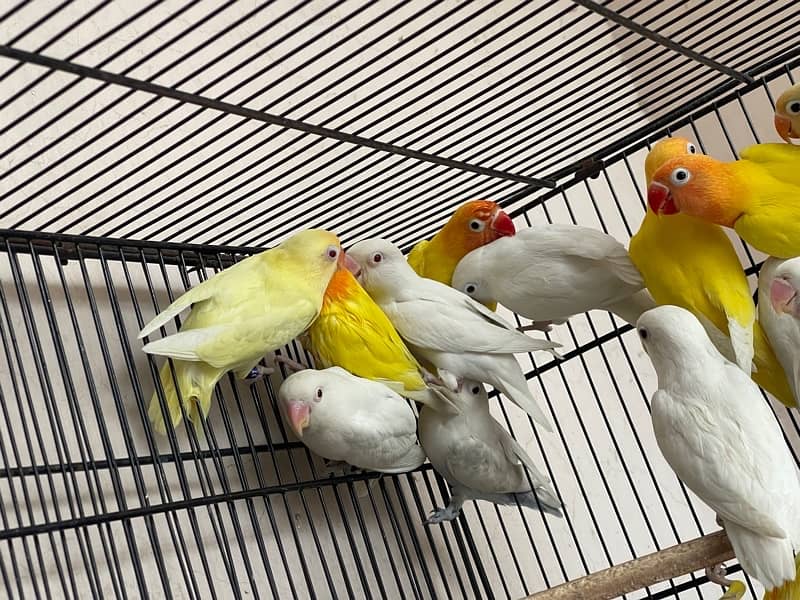 Cage For sell 3ft/2.5ft/1.5ft Box Availabl. . Brooder & Seed cleaner 8