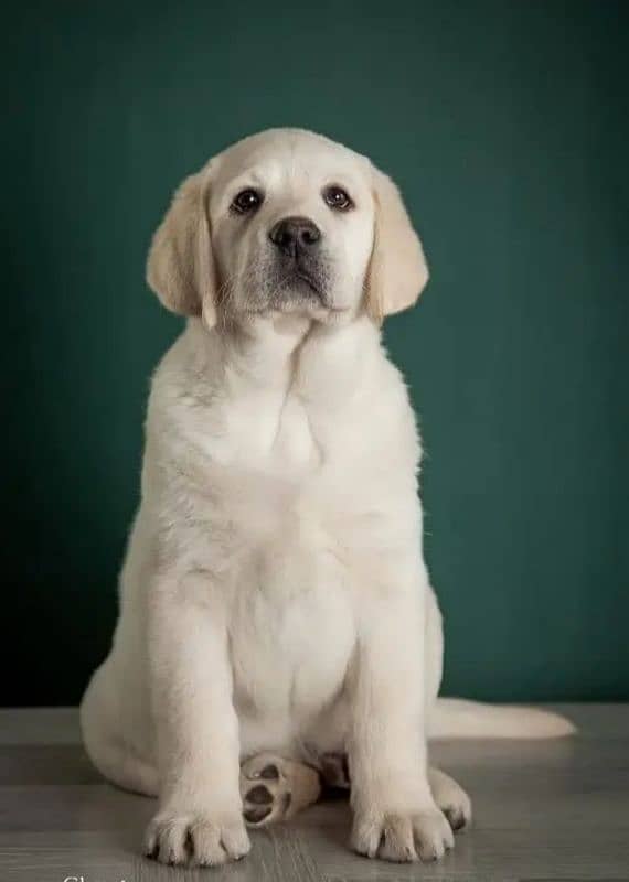 Labrador pedigree female puppy available 1