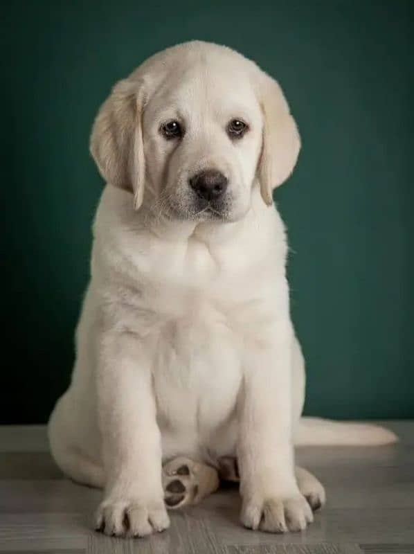 Labrador pedigree female puppy available 2