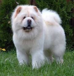 chow chow female available 20 months old