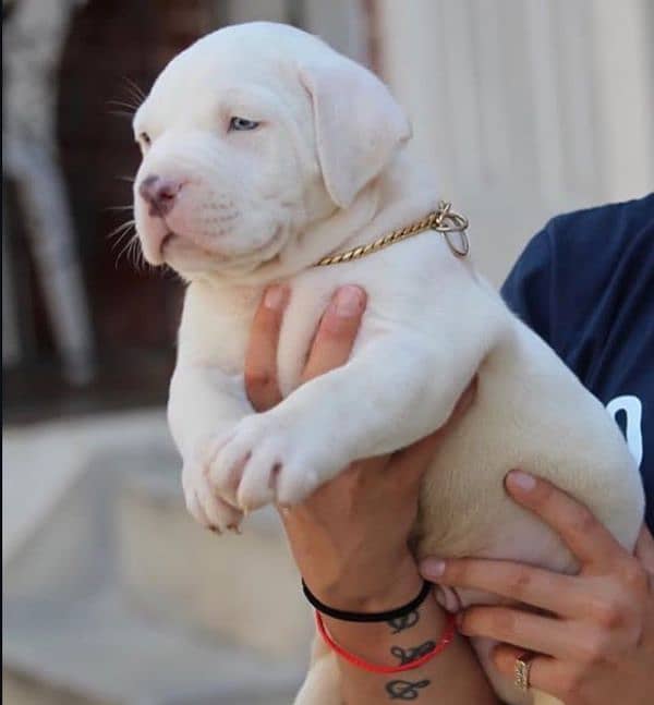 American pitbull white male puppies available 0