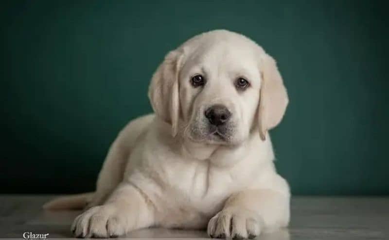 Labrador pedigree female puppy available 0