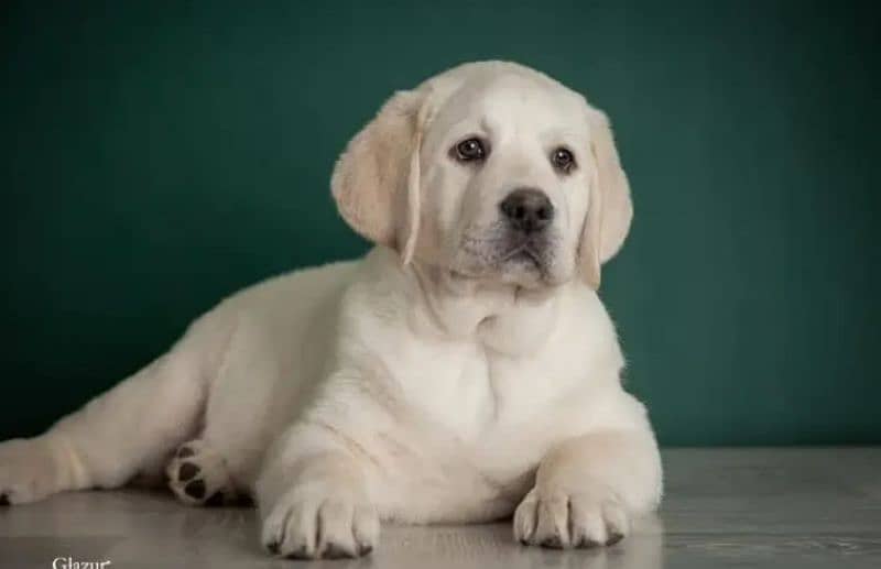 Labrador pedigree female puppy available 4