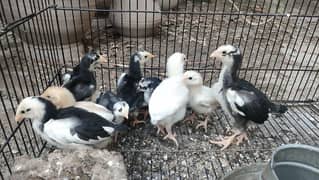 Heera Aseel Breeders & chicks|Shamo cross Black chicks|