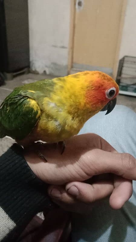 Sun conure birds / Conure Parrots / sun conure chicks for sale 0